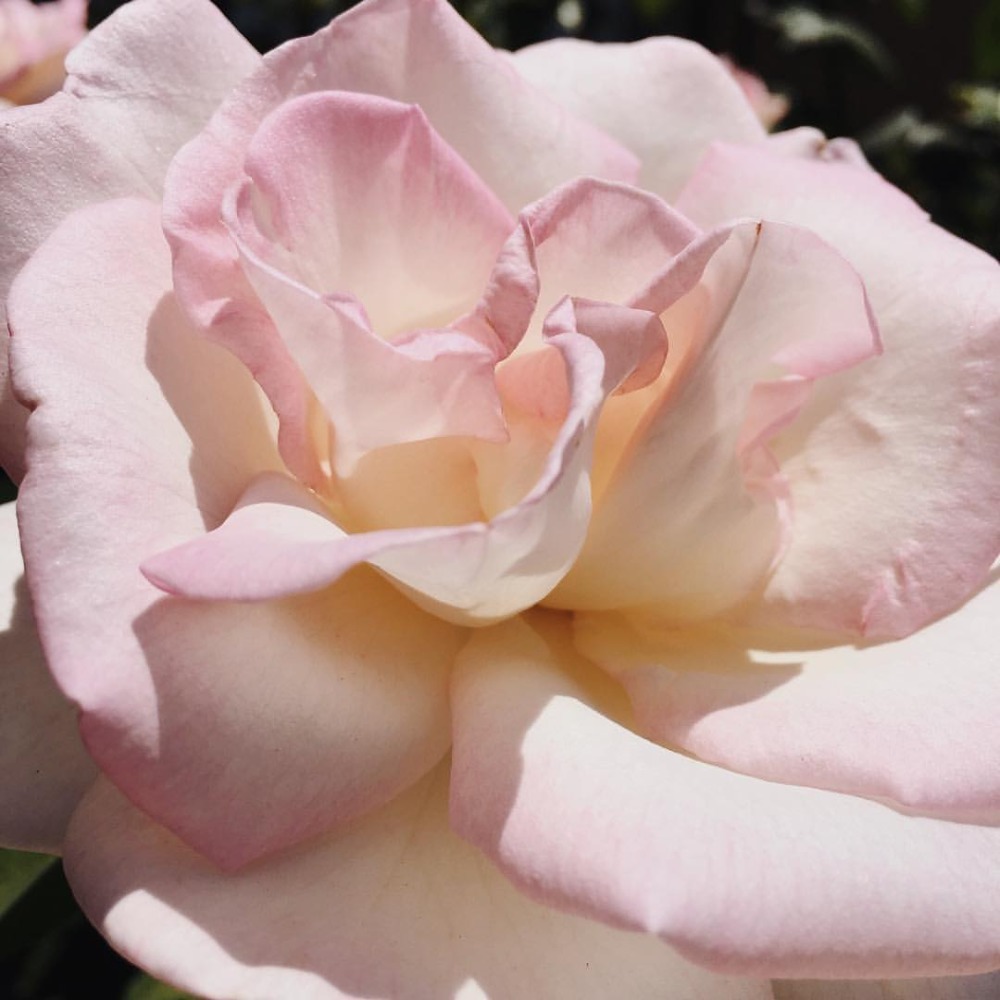 Meet your Posher, MDLVG